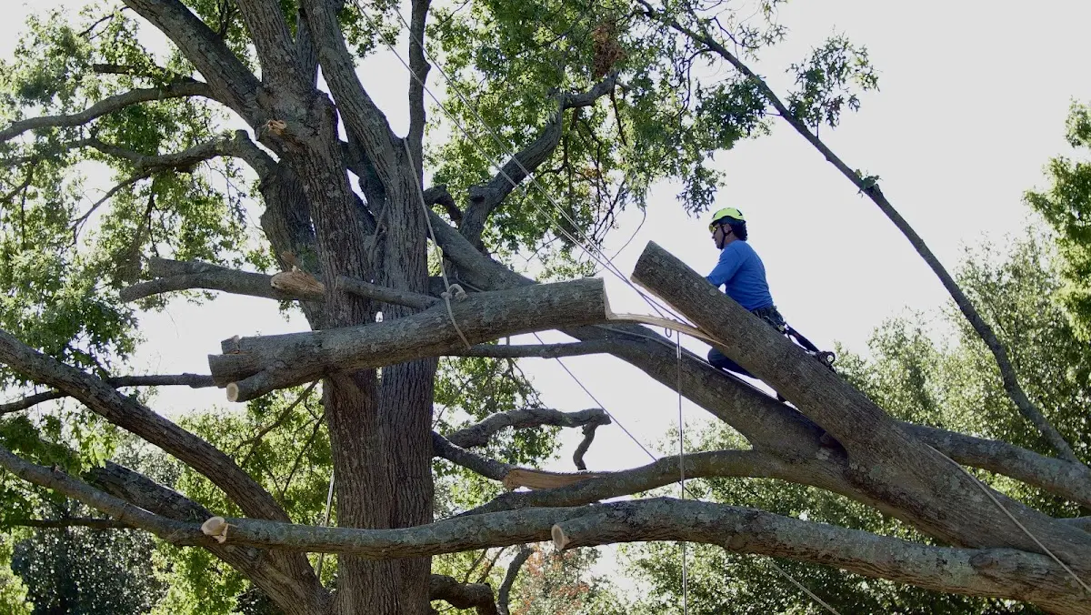 Professional Crown Thinning performed by certified arborists in Kawkawlin